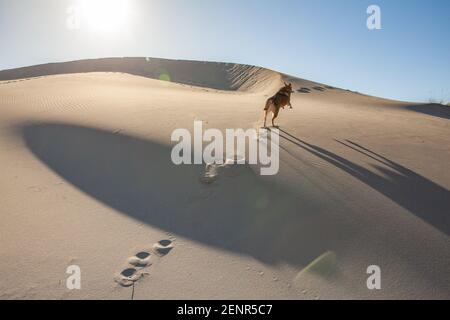 Laufhund auf Sanddüne in der Bucht von Monsul Naturpark Cabo de Gata Andalusien Spanien Travel Europe Stockfoto