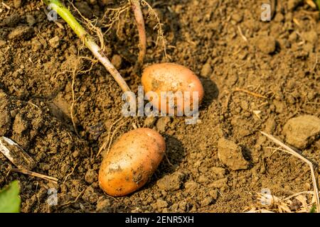 Grüne Kirsche Tomatenartige Früchte und die rohe Kartoffelfrucht auf Die Böden und das ist der Teil der Kartoffel Pflanze das nach der Blüte Stockfoto