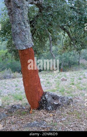 Korkbaum in der Nähe von El Colmenar, Málaga, Andalusien, Spanien Stockfoto