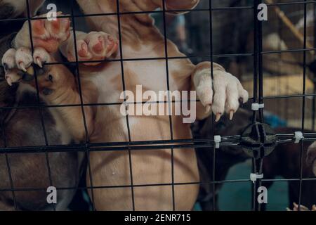 pitbull Welpen in einem Käfig in einem Tierheim Stockfoto