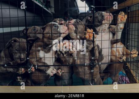 pitbull Welpen in einem Käfig in einem Tierheim Stockfoto