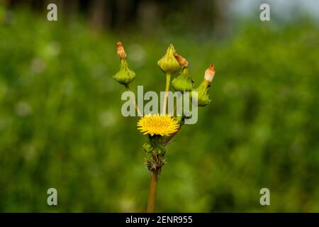 Rohe Milchdistel oder Saudistel gelbe Blüten, Blütenknospen von Prickly Sonchus asper wächst in schattigen Hecken die Wildblume Stockfoto