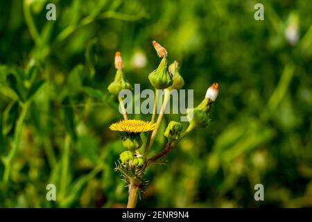 Sow-Distel oder grobe Milch Distel gelbe Blüten, Blütenknospen wachsen in schattigen hedgerow die wilde Blume Stockfoto