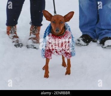 Hunde in Strickkleidung auf der Straße an einem Wintertag mit Menschen. Ein Haustier in einem warmen Jumpsuit an einer Leine in der Kälte. Stockfoto