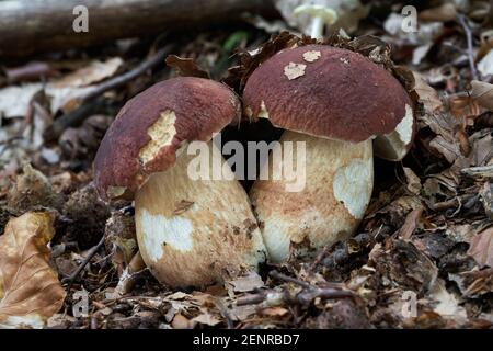Essbarer Pilz Boletus pinophilus im Buchenwald. Bekannt als Kiefer Bolete oder Pinienwald König Bolete. Wilder Bolete-Pilz wächst in den Blättern. Stockfoto