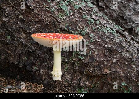 Giftiger Pilz Amanita muscaria im Fichtenwald. Bekannt als Fliege agaric oder Fliege amanita. Wildpilz wächst neben einem Fichtenstamm. Stockfoto