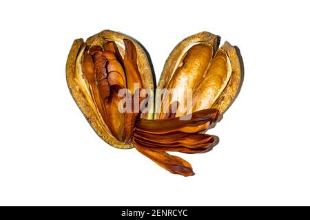 Holzblume auch Entandrophragma cylindricum aus der Familie Meliaceaeorn und genannt Es wird hauptsächlich für sein Holz und das Mahagoni genutzt Blume Stockfoto