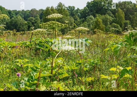 Heracleum. Kuhpasnip blüht im Sommer auf einer Wiese. Stockfoto