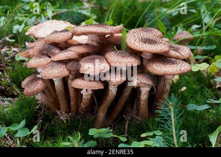 Essbarer Pilz Armillaria ostoyae im Fichtenwald. Bekannt als Honey Mushroom oder Dark Honey Fungus. Wildpilze wachsen im Gras. Stockfoto