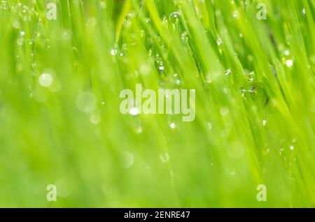 Frisches und saftiges Frühlingsgras mit Tau-Tropfen. Stockfoto