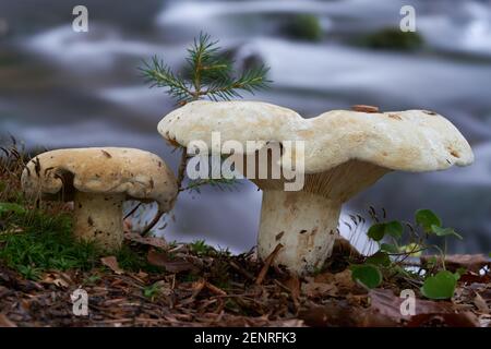 Ungenießbarer Pilz Lactifluus vellereus im Mischwald. Bekannt als flauschige Milchkappe. Wildpilze wachsen neben einem Bach. Stockfoto