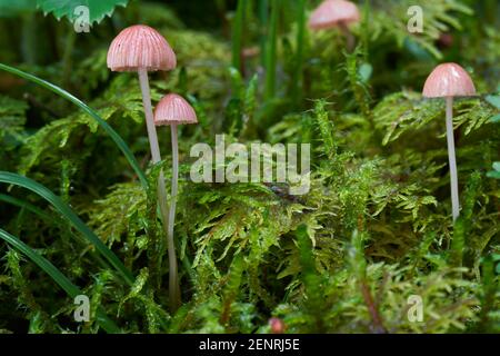 Ungenießbarer Pilz Mycena rosella im Fichtenwald. Bekannt als rosa Haube. Im Moos wachsende Wildpilze. Stockfoto