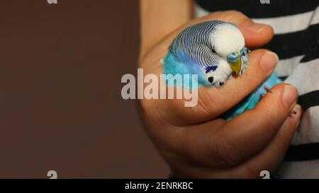 Ein kranker Wellensittich in der Hand eines Mannes. Der Besitzer hält einen kränklichen blauen Papagei in der Hand. Ein zahmer Vogel. Nahaufnahme. Das Tier ist unwohl. Geflügel. Stockfoto