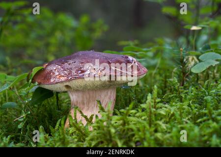 Speisepilz Imleria badia im Fichtenwald. Bekannt als Bay Bolete. Im Moos wachsender Wildpilz. Stockfoto