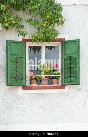 pelargonium im Fenster mit grünen Fensterläden am alten Alpenhaus mit Espalier-Birnenbaum vorne, Salzkammergut, Österreich Stockfoto