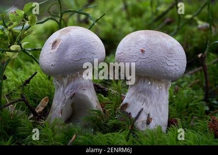 Ungenießbarer Pilz Cortinarius traganus im Fichtenwald. Bekannt als Gassy Webcap. Im Moos wachsende Wildpilze. Stockfoto