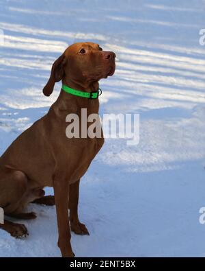 Der Jagdhund wartet auf den Befehl. Ausbildung eines Haustiers. Ein Haustier auf einem begehbaren Winter, Seitenansicht. Stockfoto