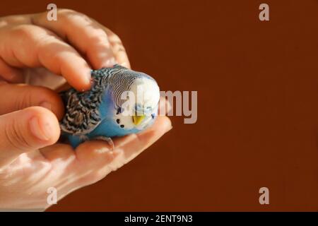 Ein Wellensittich sitzt auf der Handfläche einer Person. Der Besitzer umarmt und streichelt den blauen Papagei mit seinen Händen. Ein zahmer Vogel. Eine Freundschaft zwischen einem Mann und Stockfoto