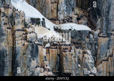 Bruennichs Guillemots (Uria lomvia), Alkefjellet, Spitzbergen, Spitzbergen, Svalbard Islands, Norwegen. Stockfoto