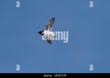 Ein kleiner Auk, Alle alle, im Flug. Stockfoto