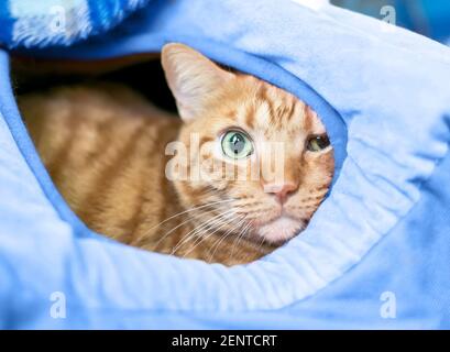 Eine schüchterne orange gestromte Kurzhaarkatze, die aus einem guckt Überdachtes Katzenbett Stockfoto