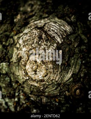 Eine Nahaufnahme eines Baumes Stockfoto