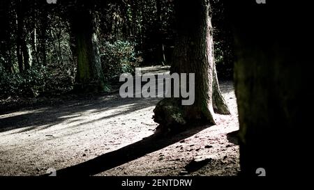 Ein Feldweg neben einem Baum Stockfoto