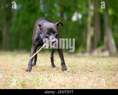 Ein verspielter schwarzer Pit Bull Terrier Mischlingshund hält Ein Stock im Mund Stockfoto