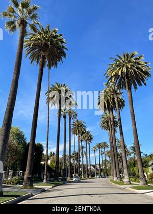 Beverly Hills, CA USA - 20. Januar 2021: Blick auf die Straßen von Beverly Hills mit Palmen und Autos in Kalifornien Stockfoto