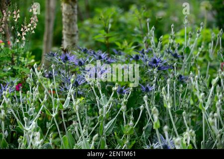 Eryngium X Zabelii Big Blue, Sea Holly, blaue Blumen, blaue Blume, Blüte, Grenze, Lychnis Coronaria Gärtner Welt, Rose campion, gemischte Grenze, Bett, Planti Stockfoto