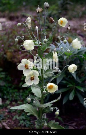 Meconopsis Napaulensis, gelber Mohn, alle zwei Jahre, Nepalesisch, nepal, Himalaya-Mohn, Blume, Blumen, RM Floral Stockfoto