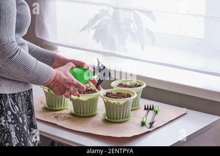 Hände älterer Weibchen, die den Boden in grünen Töpfen mit einer Spritzpistole bewässern. Es gibt Gemüsegarten und kleine Werkzeuge auf dem Tisch. Stockfoto