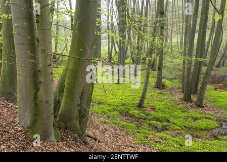 Wald im Fruehling, Dammer Berge Stockfoto