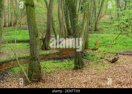 Wald im Fruehling, Dammer Berge Stockfoto