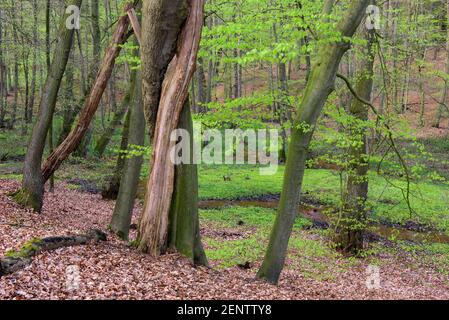 Wald im Fruehling, Dammer Berge Stockfoto