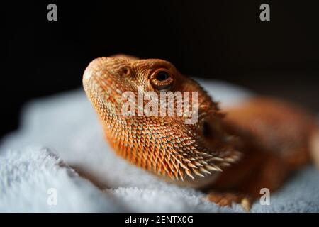 Makroaufnahme eines schönen orangefarbenen jungen bärtigen Drachen mit selektivem Fokus. Stockfoto