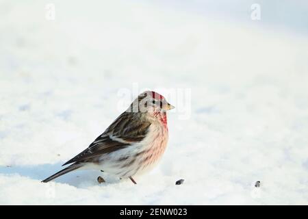 Сommon Redpoll steht im Profil auf blauem Schnee an sonnigen Wintertag. Die Sonnenblendung wird im braunen Auge des Vogels reflektiert. Stockfoto