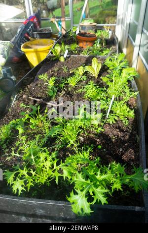 Salatblätter von mizuna Greens, die im Gewächshaus in Plastikbehältern wachsen im Winter Frühjahr 2021 Wales UK Großbritannien KATHY DEWITT Stockfoto