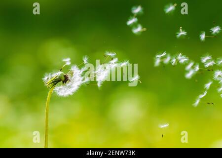 Löwenzahn Samen wehen mit dem Wind in einer natürlichen blühenden Wiese. Stockfoto