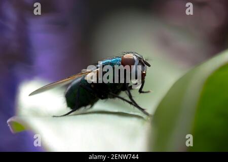 Nahaufnahme einer gemeinsamen grünen Flasche fliegen Lucilia sericata Insekt Auf einem Blatt ruhen Stockfoto