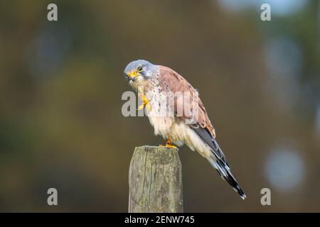 Nahaufnahme Porträt eines männlichen Common Kestrel, Falco tinnunculus, thront und eine Beute essen Stockfoto