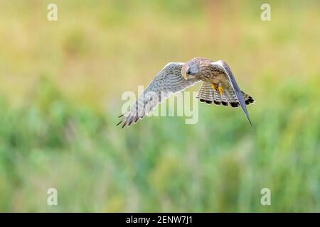 Nahaufnahme Porträt eines weiblichen Kestrels, falco tinnunculus, bei der Flugjagd Stockfoto