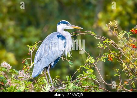 Nahaufnahme eines grauen Reihern, Ardea cinerea, der sich hoch oben in einem Baum in einem Wald ruht. Stockfoto