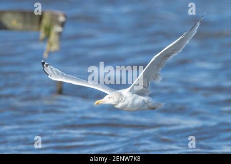 Portrait Nahaufnahme einer Wassermöwe Larus hyperboreus in Flug Stockfoto