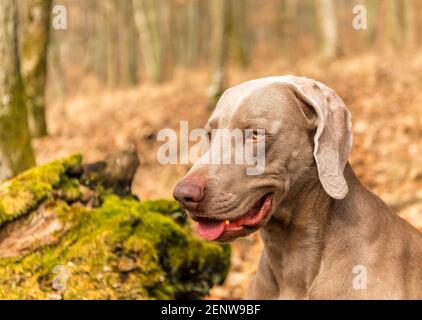 Weimaraner im Eichenwald. Herbstjagd mit Hund. Jagdhund im Wald. Stockfoto