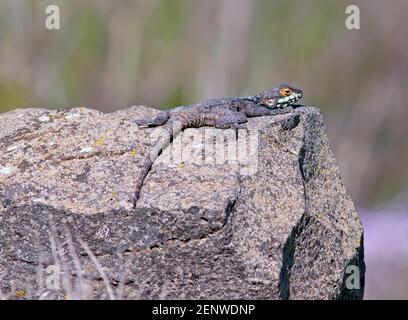 Farben der Agama Eidechse Stockfoto