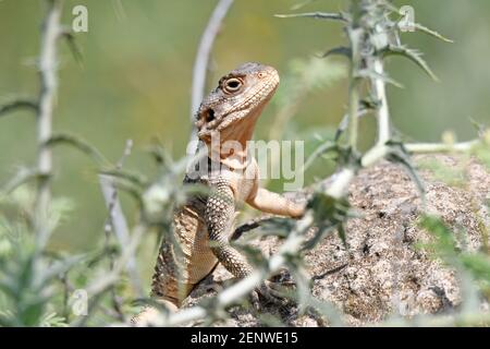 Stellagama Stellio, Agama Eidechse Stockfoto