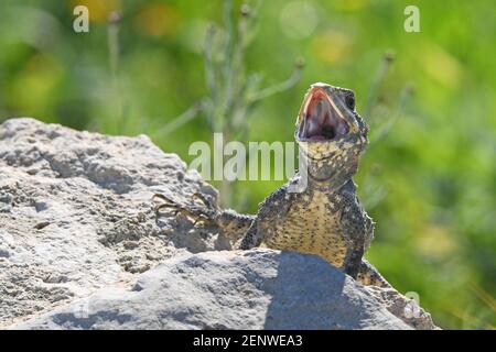 Stellagama stellio, Agama Eidechse offener Mund Stockfoto