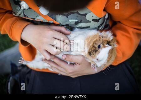 guinea Schwein in den Händen des Kindes. Haustier mit Host. Spielen mit Tieren. Stockfoto