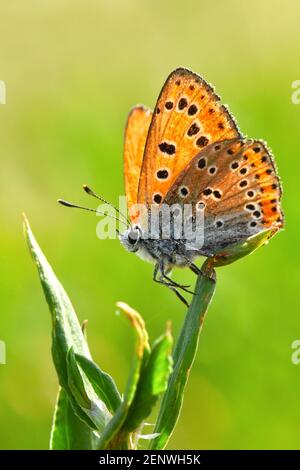 Geringerem feurige Kupfer, Lycaena thersamon Stockfoto